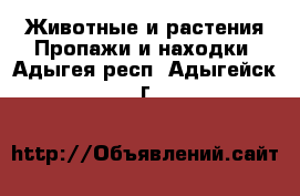 Животные и растения Пропажи и находки. Адыгея респ.,Адыгейск г.